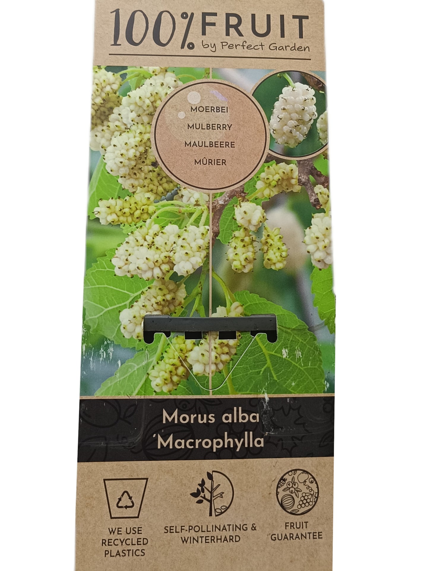 Morus Alba Macrophylla M15_1