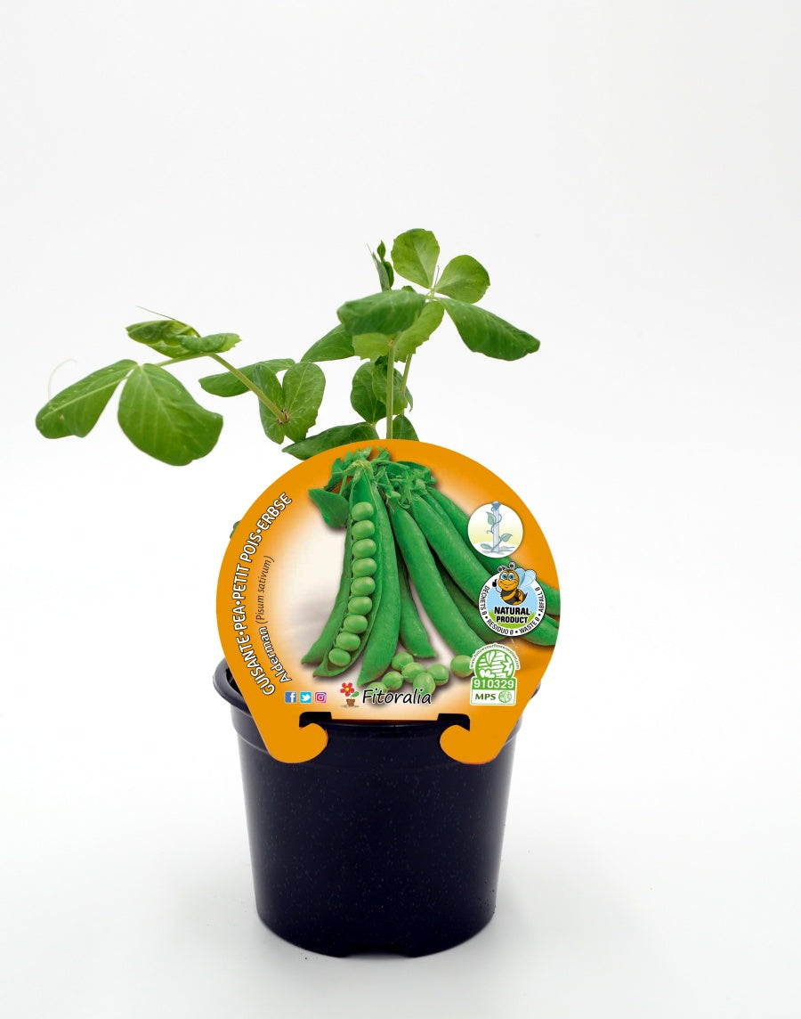 Plantón Guisante Mata Alta Alderman En Maceta 10,5 Cm. Natural - Fitoralia