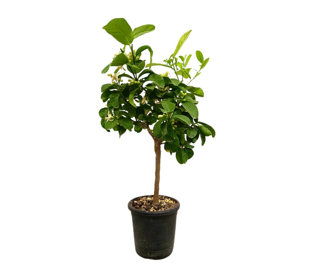 Limonero Medica M21 80-100cm