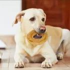 Anillo prensado de cuero de ternera Snack Natural Nobleza 20 ud