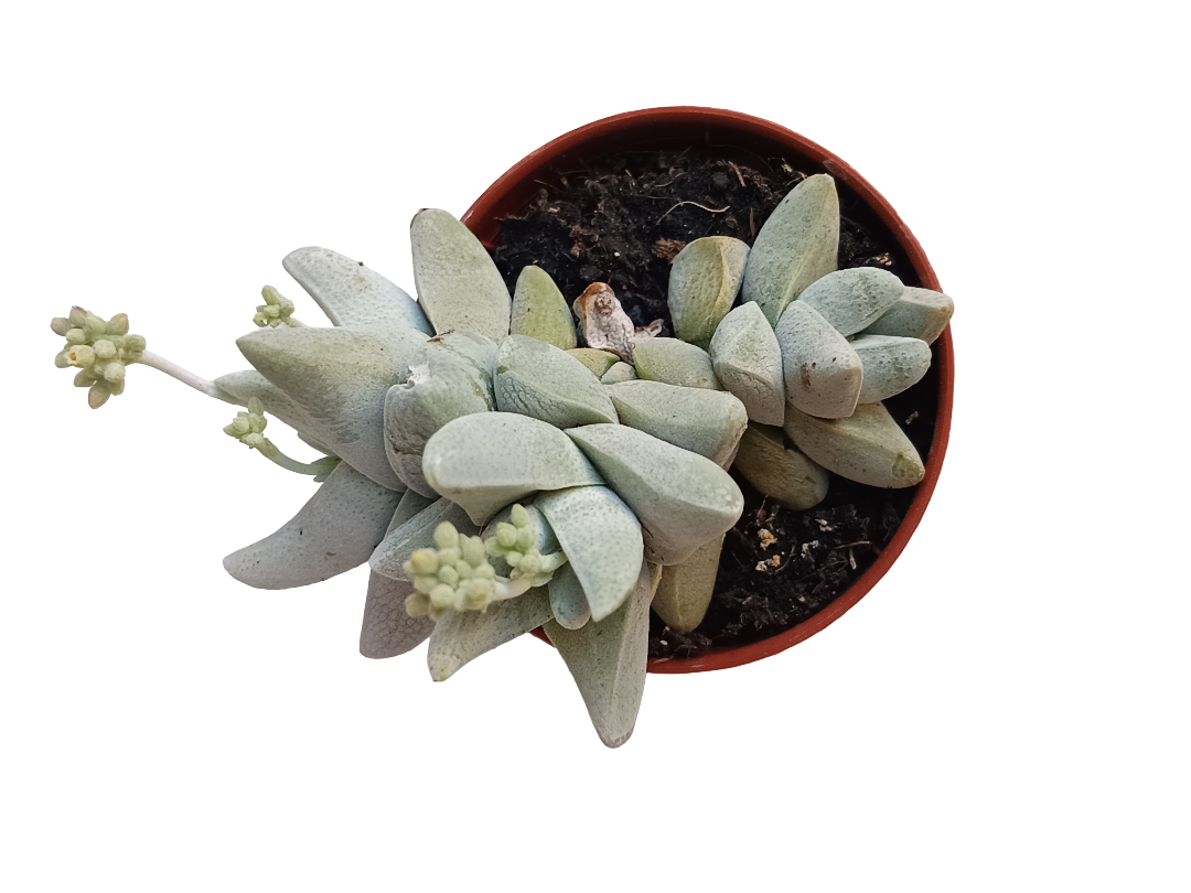 Crassula Cornuta Planta Suculenta Ø5