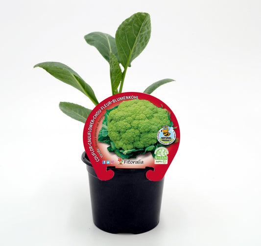 Plantón De Coliflor Verde Natural En Maceta De 10,5 Cm. - Fitoralia