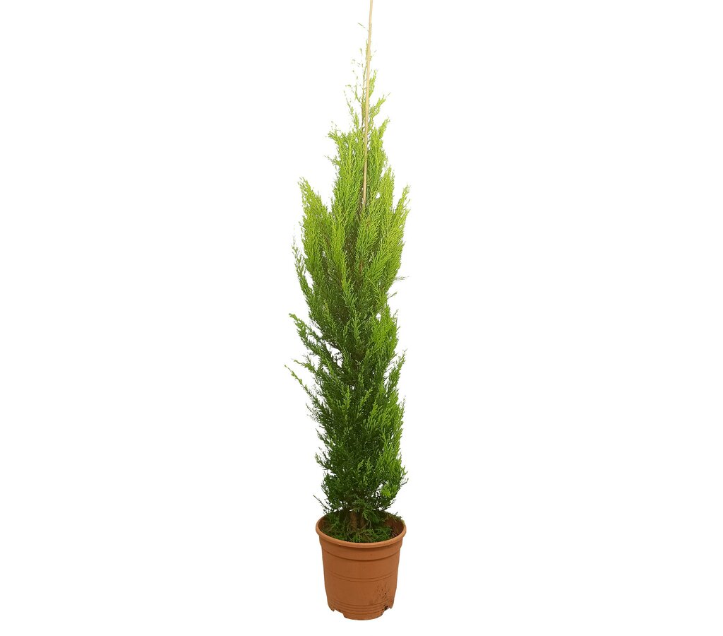 Cupressus Gold Crest M23 150-175cm_0