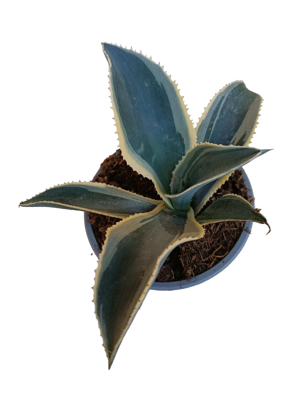 Agave Ivory Curl Planta Suculenta Natural Ø13_0