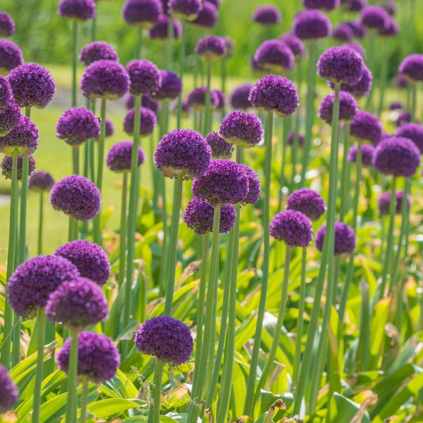 Ajo Ornamental - 6 Pzs - Allium 'ambassador' - Bulbos De Flores - Púrpura_4