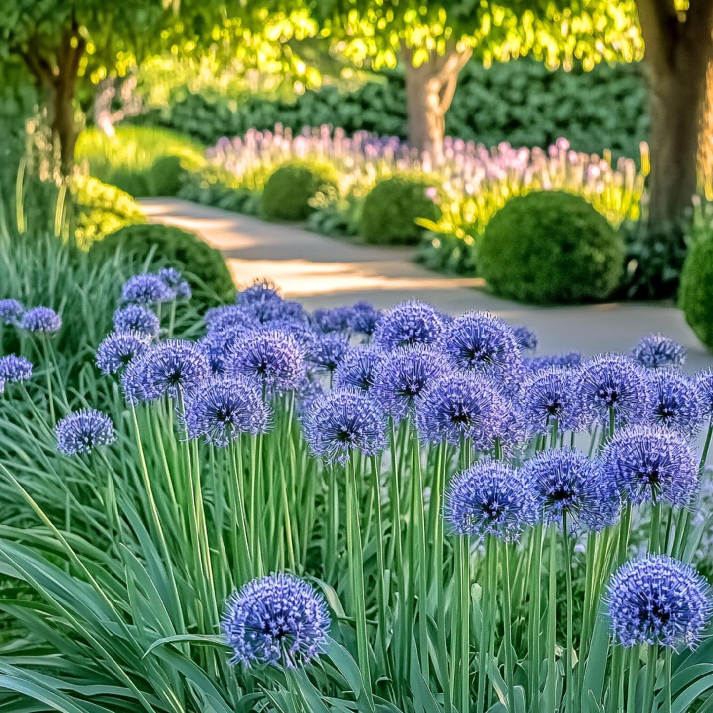 Ajo Ornamental Azul - Allium 'caeruleum' - Pack De 40 Bulbos_4
