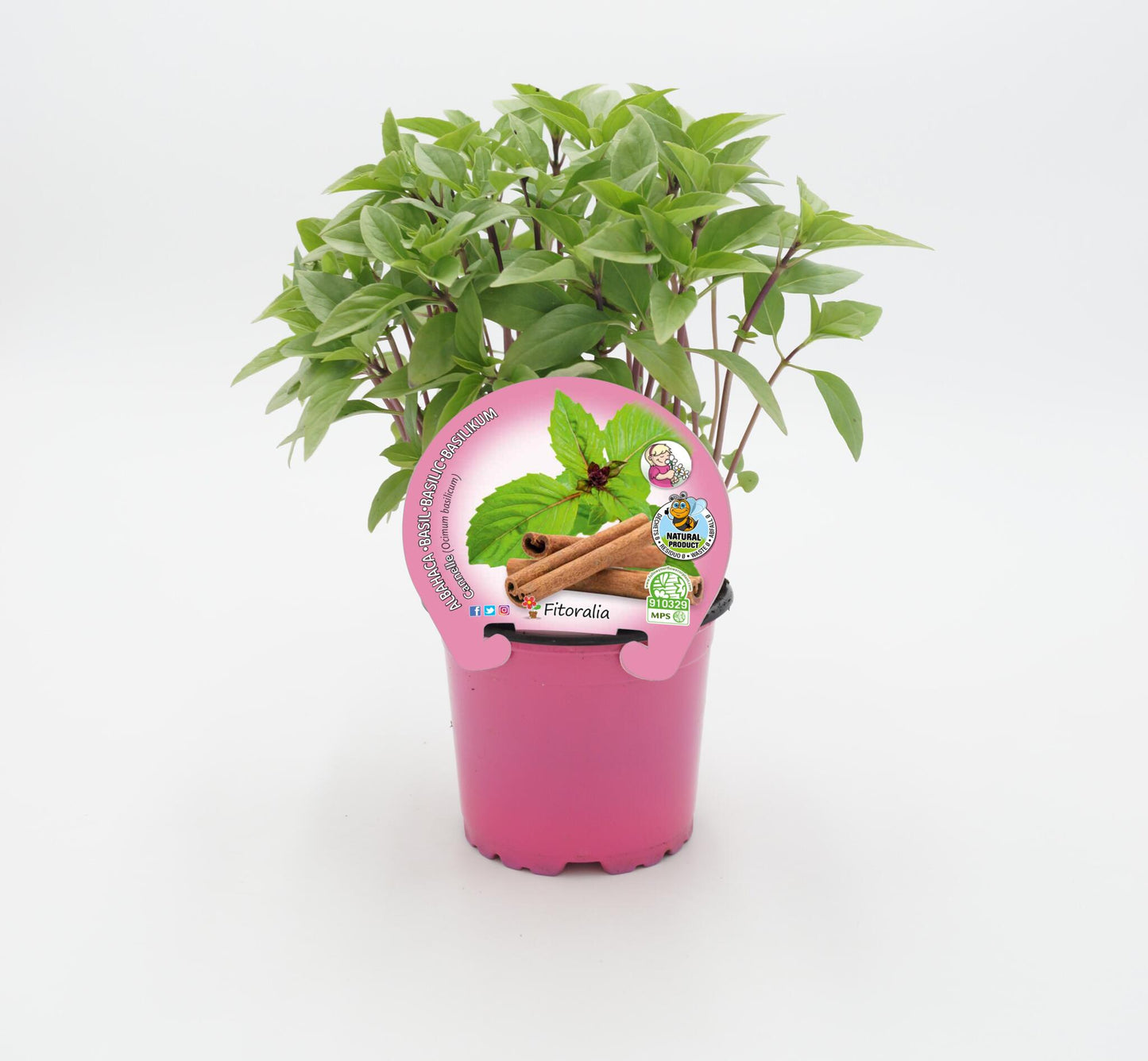 Albahaca cannelle en maceta 10,5 cm. natural - Fitoralia_0