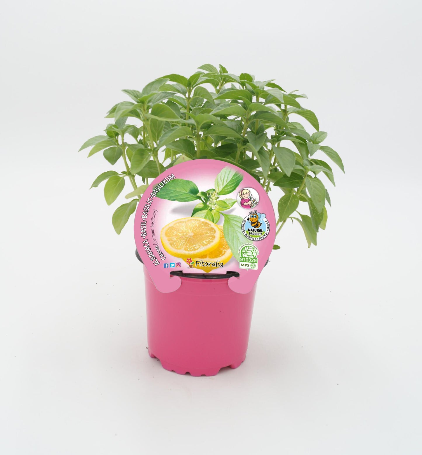 Albahaca citron en maceta 10,5 cm. natural - Fitoralia_0