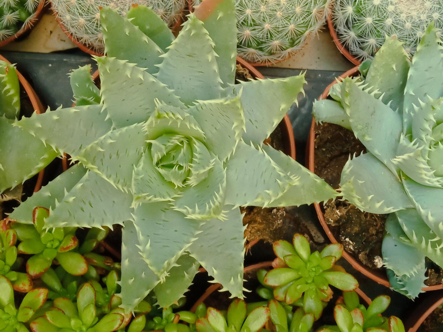Aloe Brevifolia 5 Cms Plantas Suculentas_0