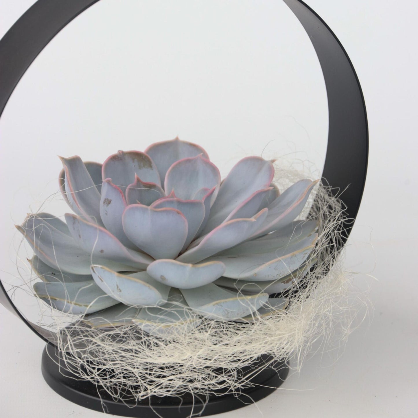 Anillo De Metal Negro Echeveria - Echeveria Lilacina - Altura 20cm_3