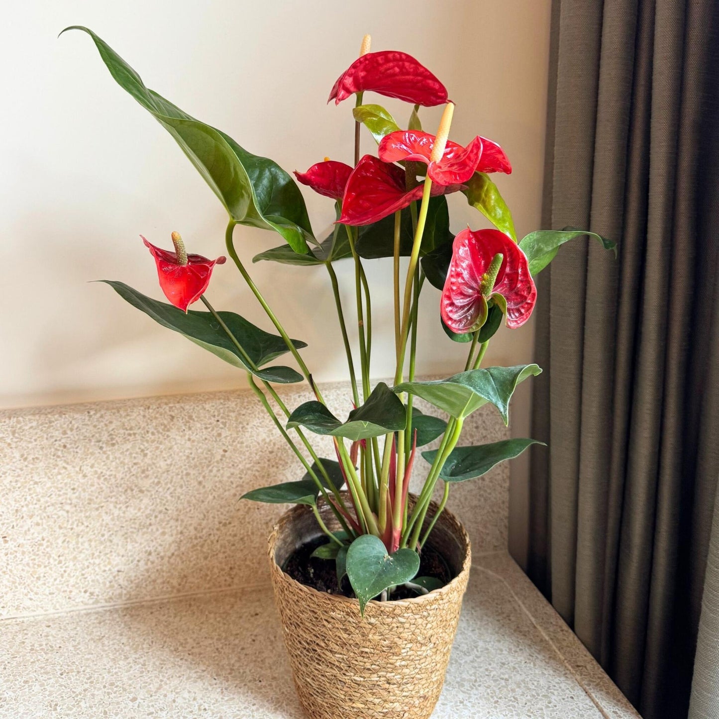 Anturio - Con Cesta - Anthurium 'madural Red' - Altura 55-70cm - Ø17cm_4
