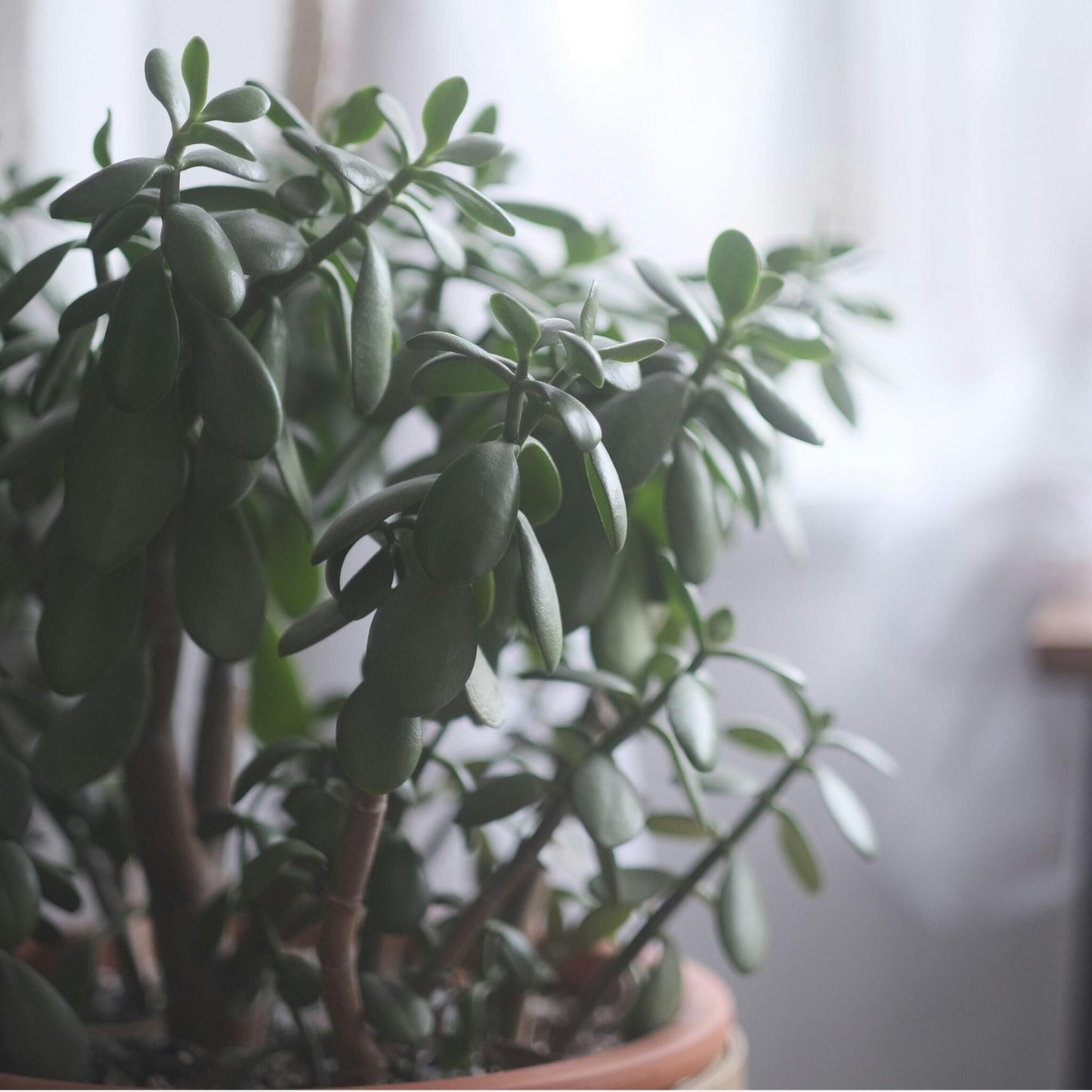 Árbol De Jade - Crassula Ovata 'minor' - Altura 45-50cm - ⌀23cm_4