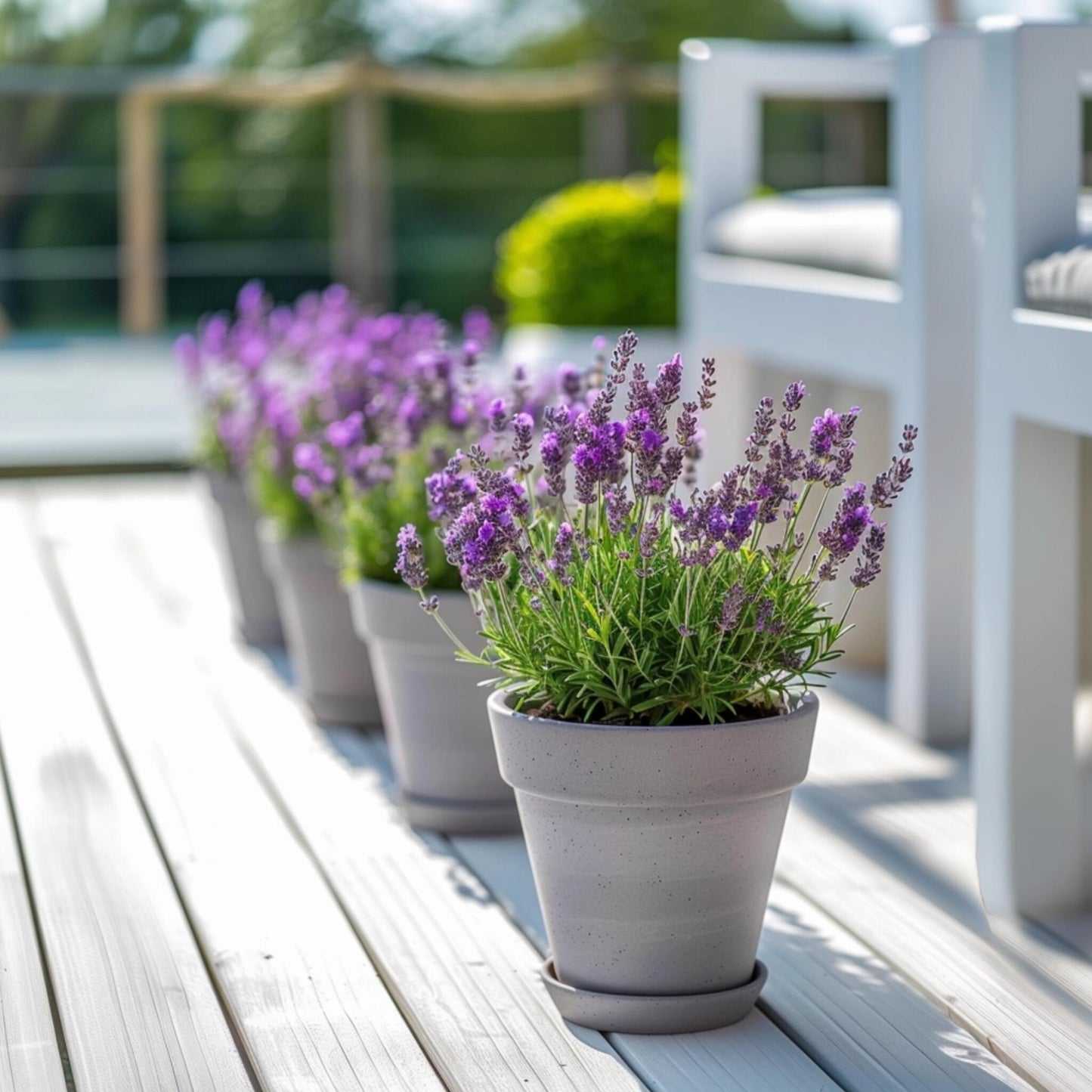 Árbol De Lavanda - Lavandula Stoechas 'anouk' - Altura 25-35cm - ⌀15cm_4