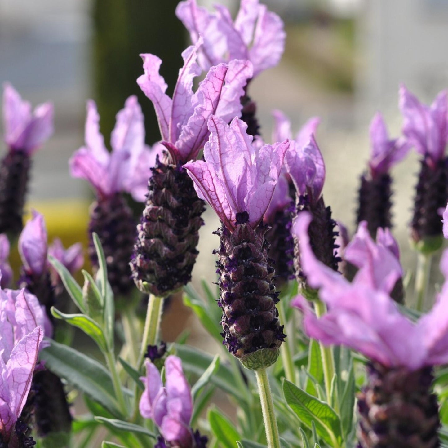 Árbol De Lavanda - Lavandula Stoechas 'anouk' - Altura 30-40cm - ⌀12cm_3