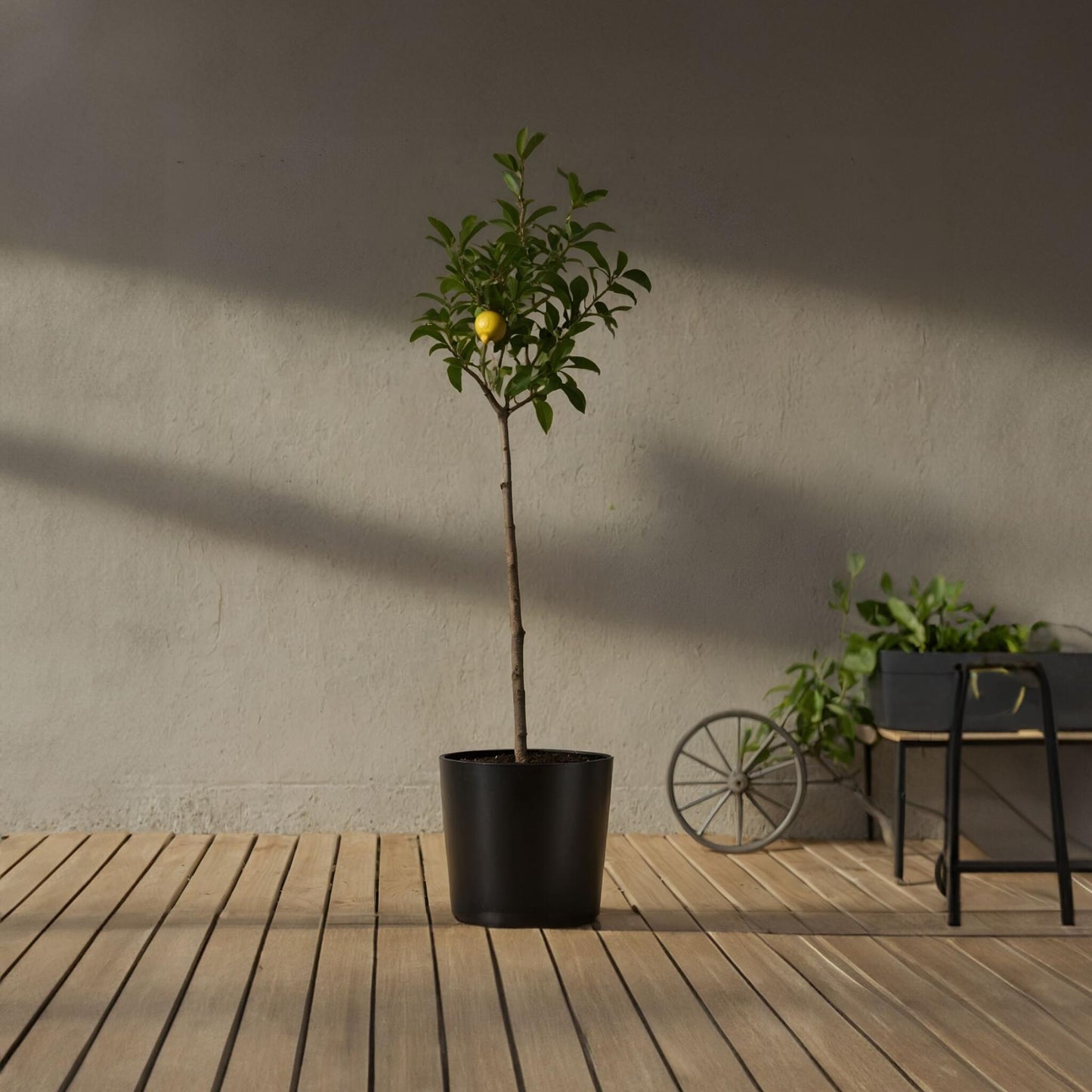 Árbol De Limón - 2 Pzs - Citrus Limon - Altura 100-120cm - ⌀19cm_4