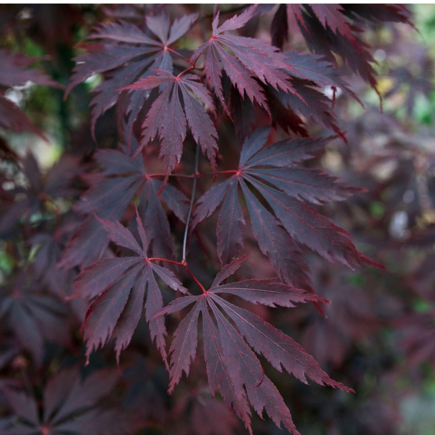 Arce Japonés - 2 Pzs - Acer Palmatum 'black Lace' - Altura 60-70cm - ⌀19cm_3