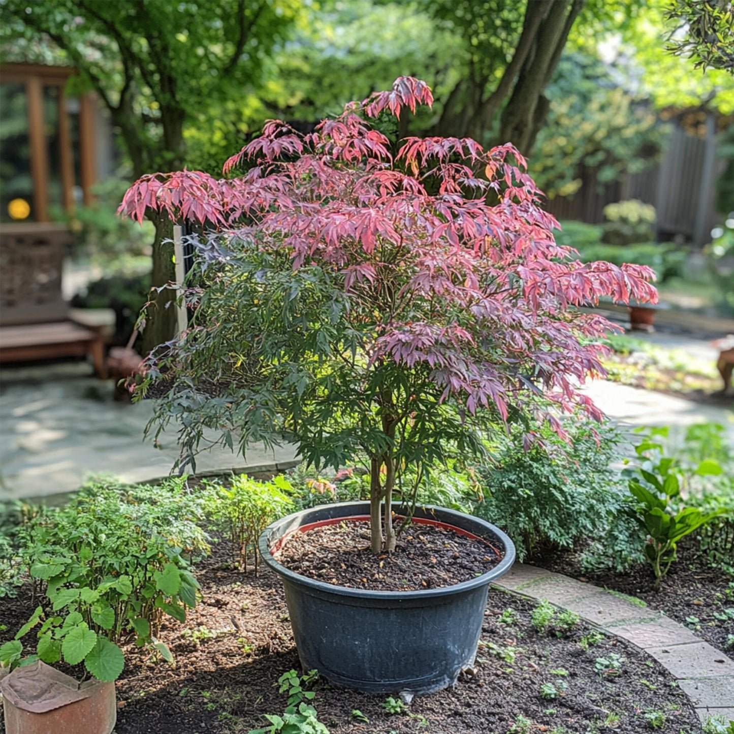 Arce Japonés - 2 Pzs - Acer Palmatum 'inaba-shidare' - Altura 30-40cm - ⌀13cm_4