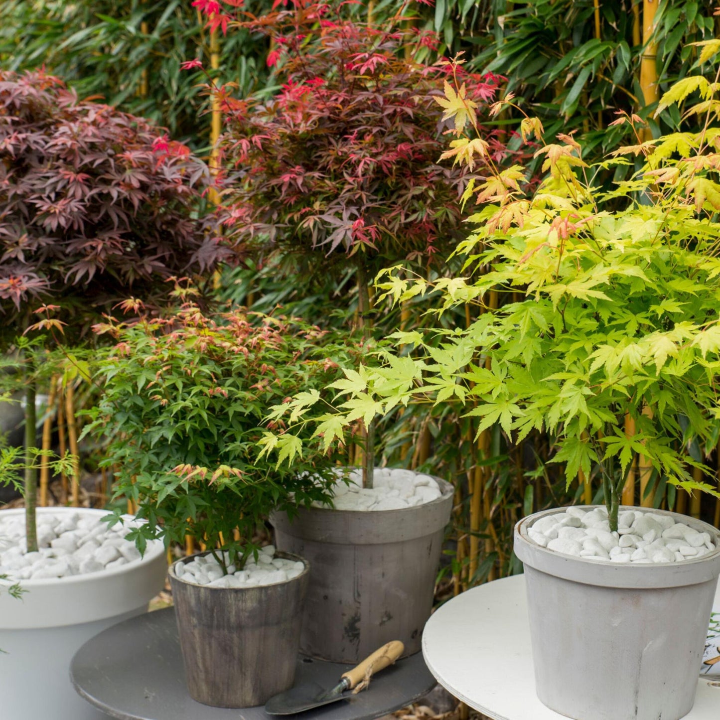 Arce Japonés - 4 Piezas - Acer Palmatum 'mix' - Altura 35-55cm - ⌀15cm_4