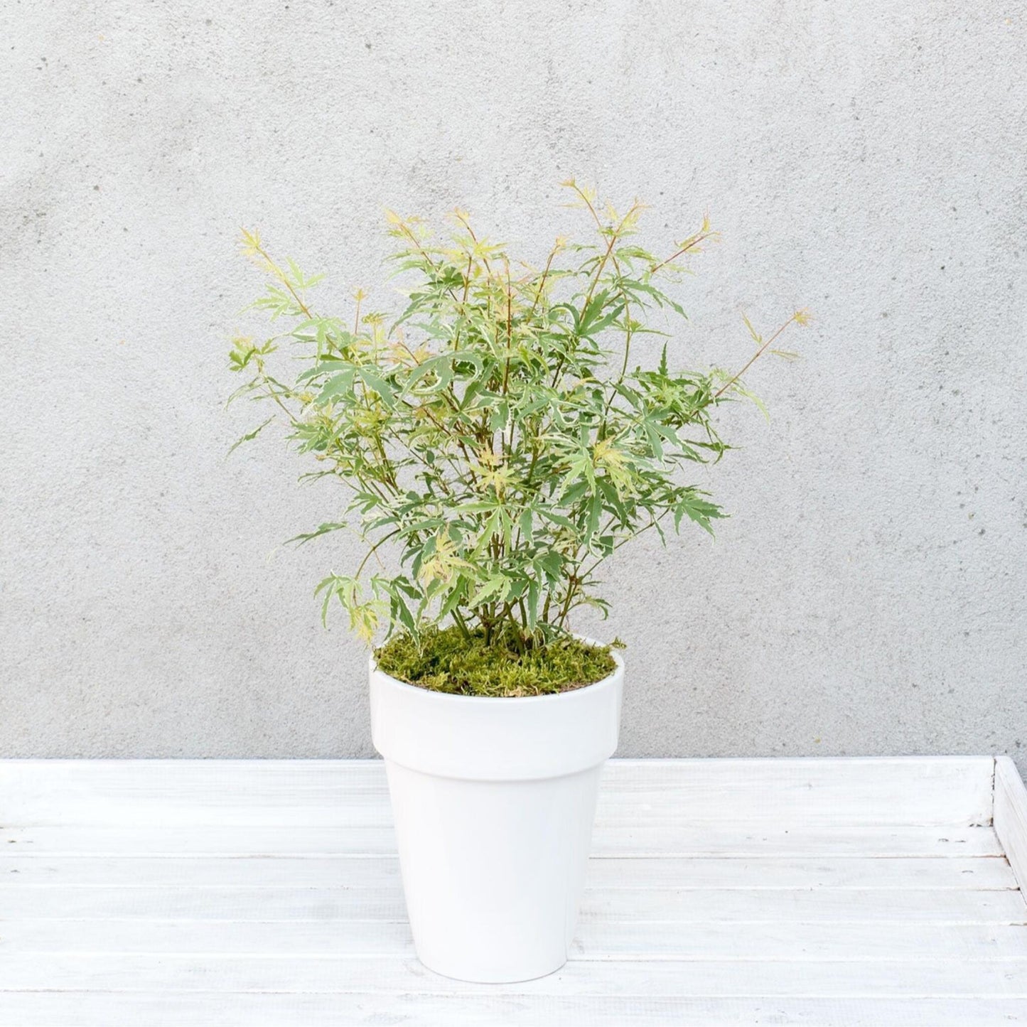 Arce Japonés - 4 Pzs - Acer Palmatum 'butterfly' - Altura 25-40cm - ⌀105cm_4