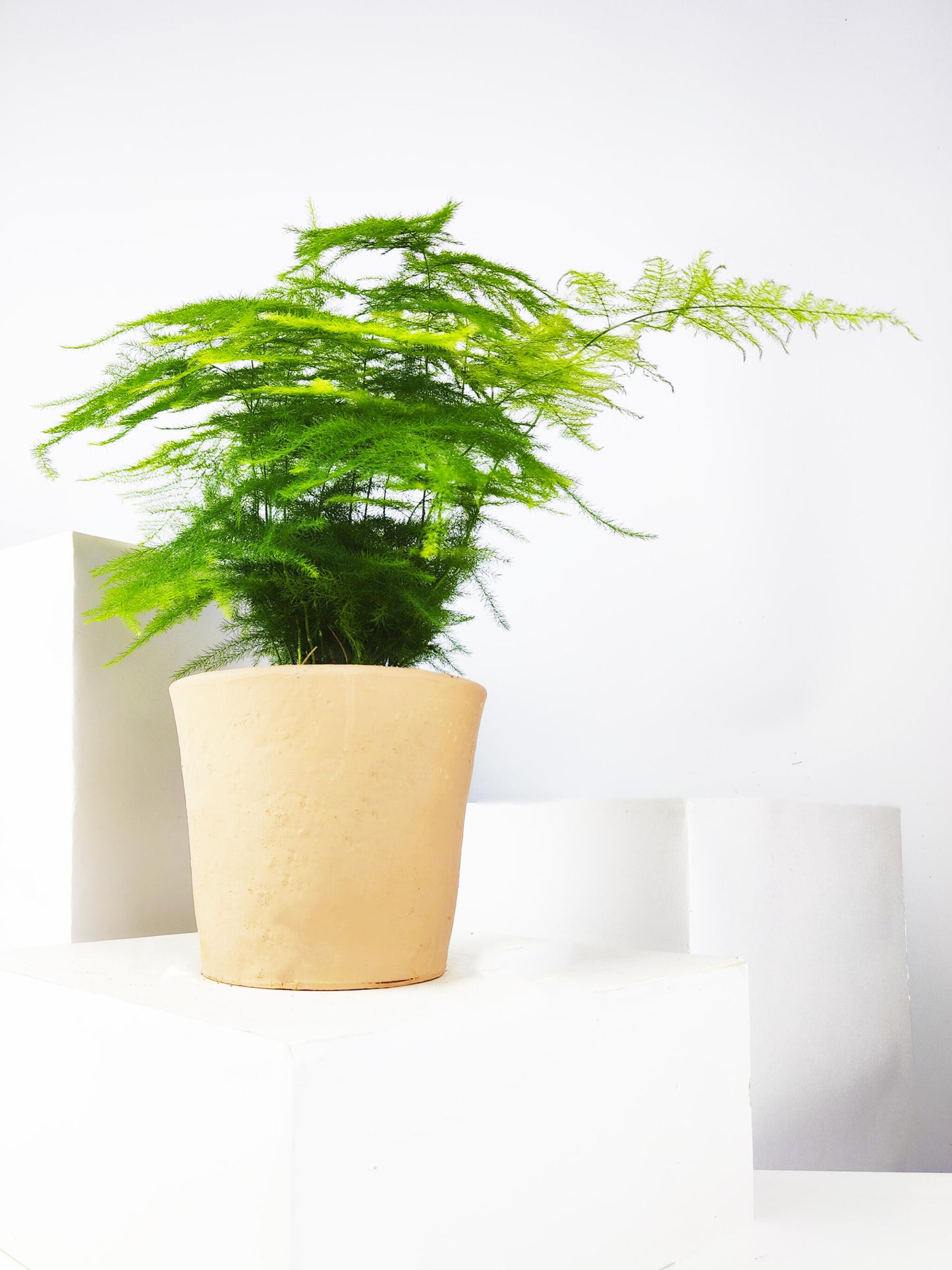 Asparagus Plumoso | Altura 25cm - Diámetro 12cm_2