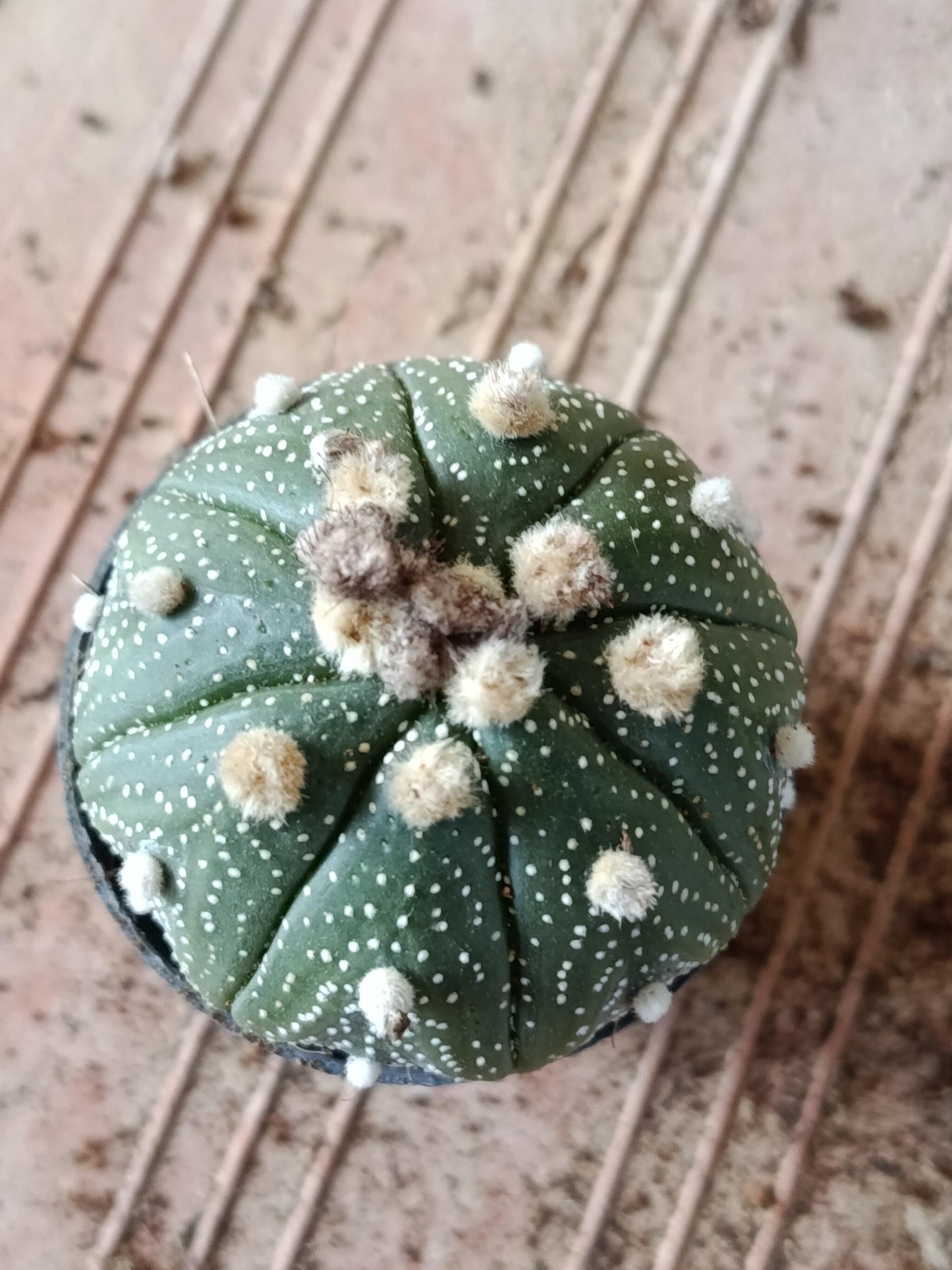 Astrophytum Asterias Surtido Planta Erizo De Mar Ø6_5