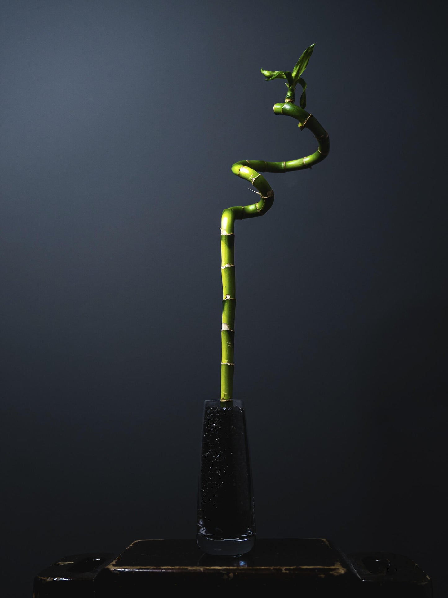 Bamboo Lucky Espiral | Altura 60cm 6 Unidades_3