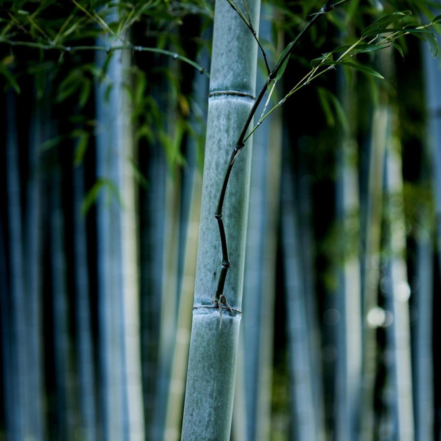 Bambú - 3 Pzs - Fargesia Papyrifera 'blue Dragon' - Altura 30-40cm - ⌀13cm_3