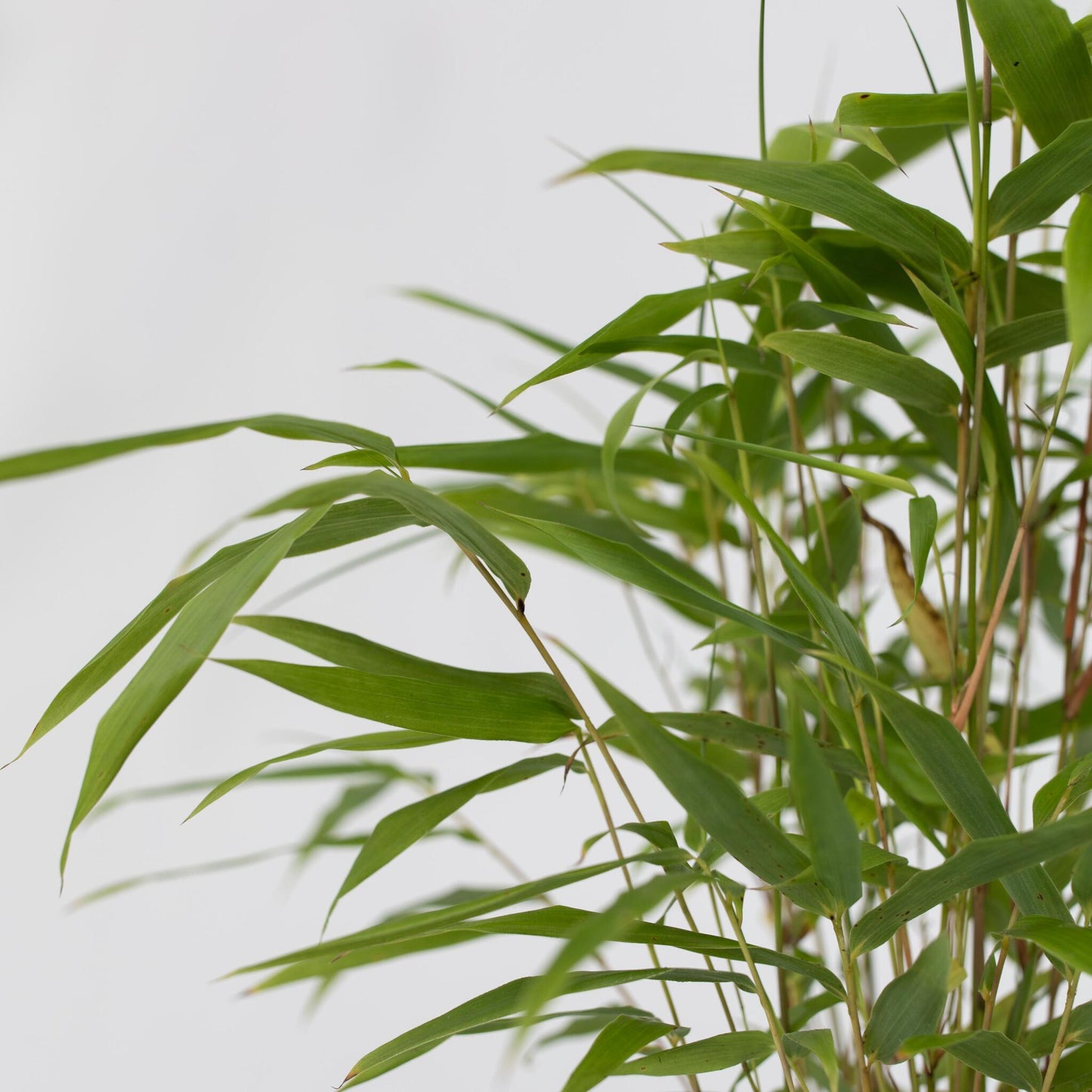 Bambú - 3 Pzs - Fargesia Papyrifera 'grex' - Altura 30-40cm - ⌀13cm_3