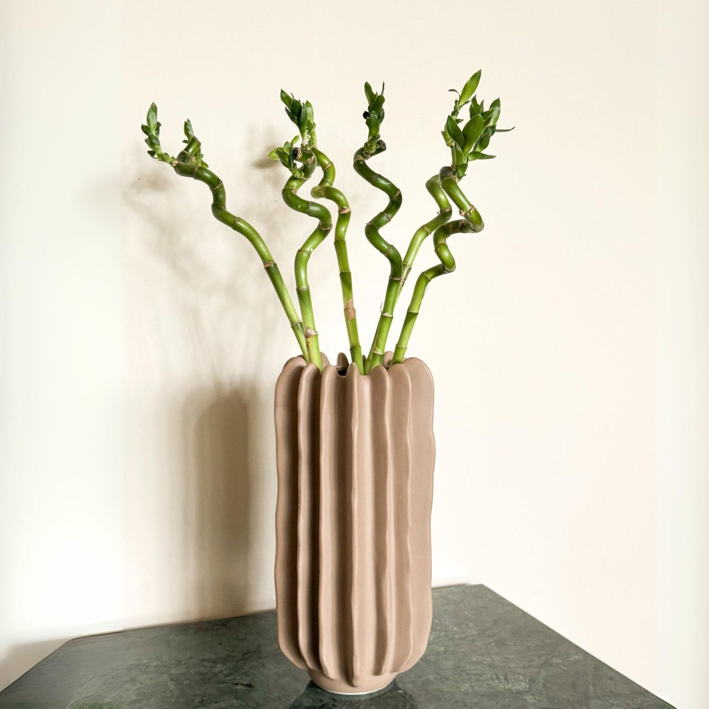 Bambú De La Suerte - 12 Pzs - Dracaena Sanderiana - Altura 40-50cm - ⌀2cm_4