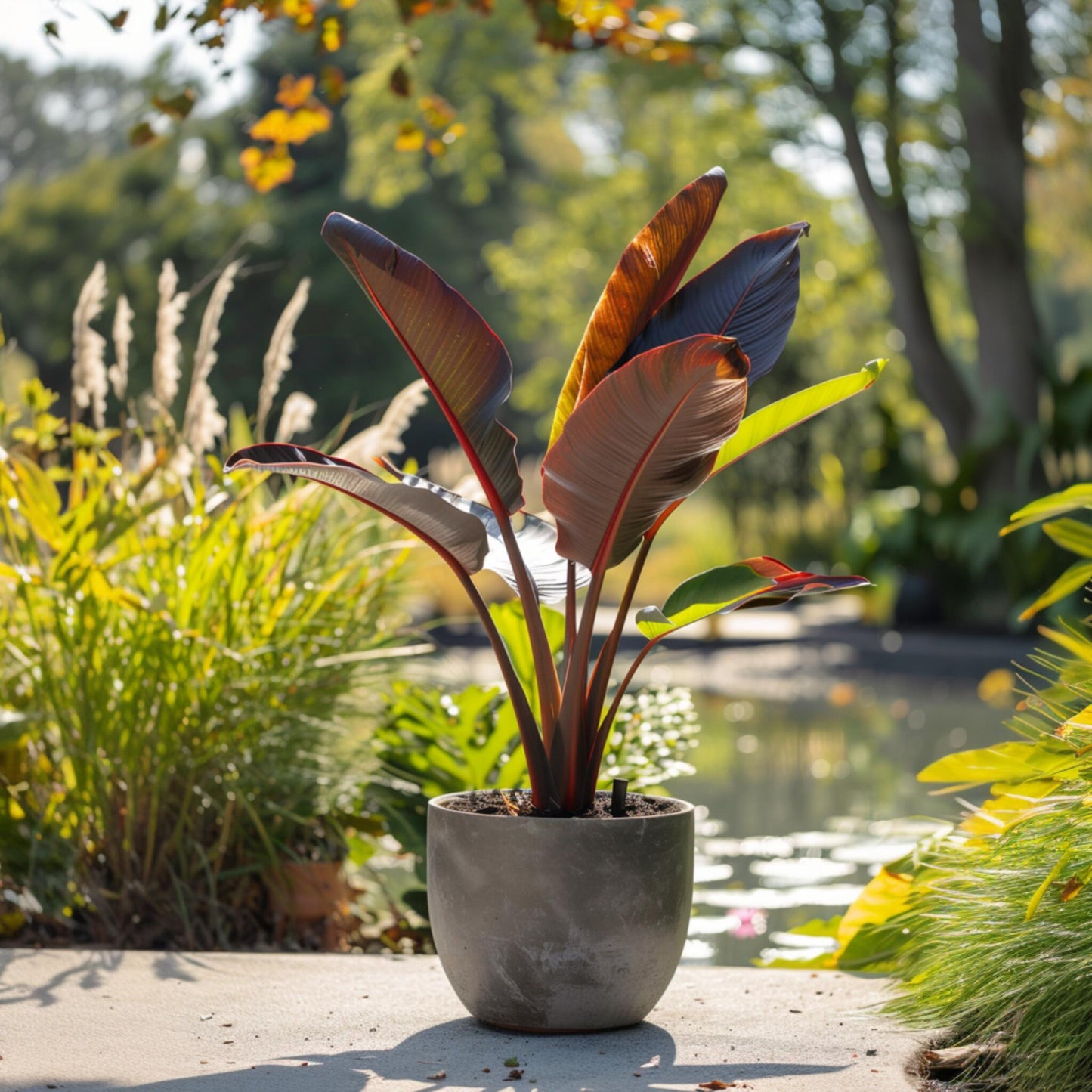 Banana Falsa - 4 Pzs - Ensete Ventricosum 'maurelli' - Altura 20-30cm - ⌀9cm_4