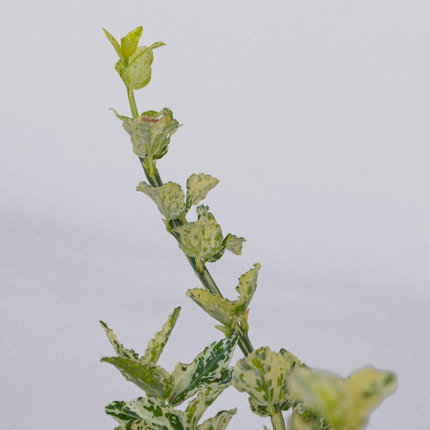 Bonetero - 4 Pzs - Euonymus 'harlequin' - Altura 20-30cm - ⌀17cm_3