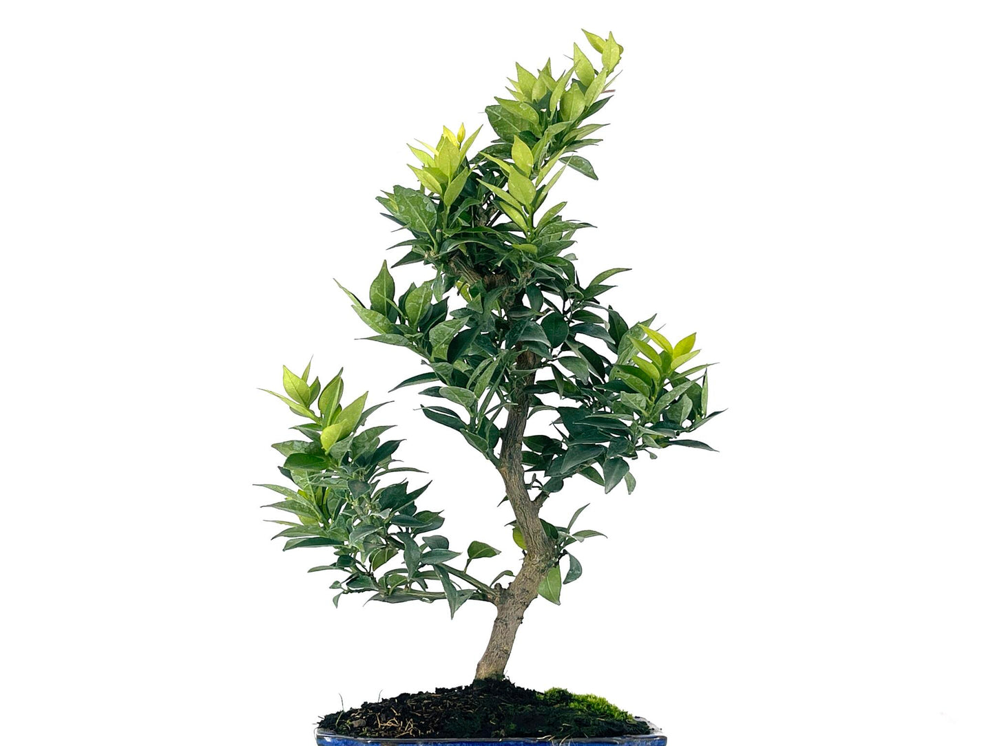 Bonsái Citrus Myrtifolia – Naranjo 9 Años_5