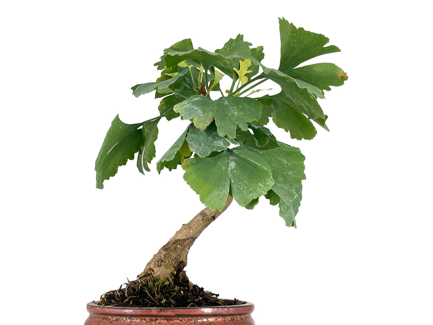 Bonsái Ginkgo Biloba 7 Años_5