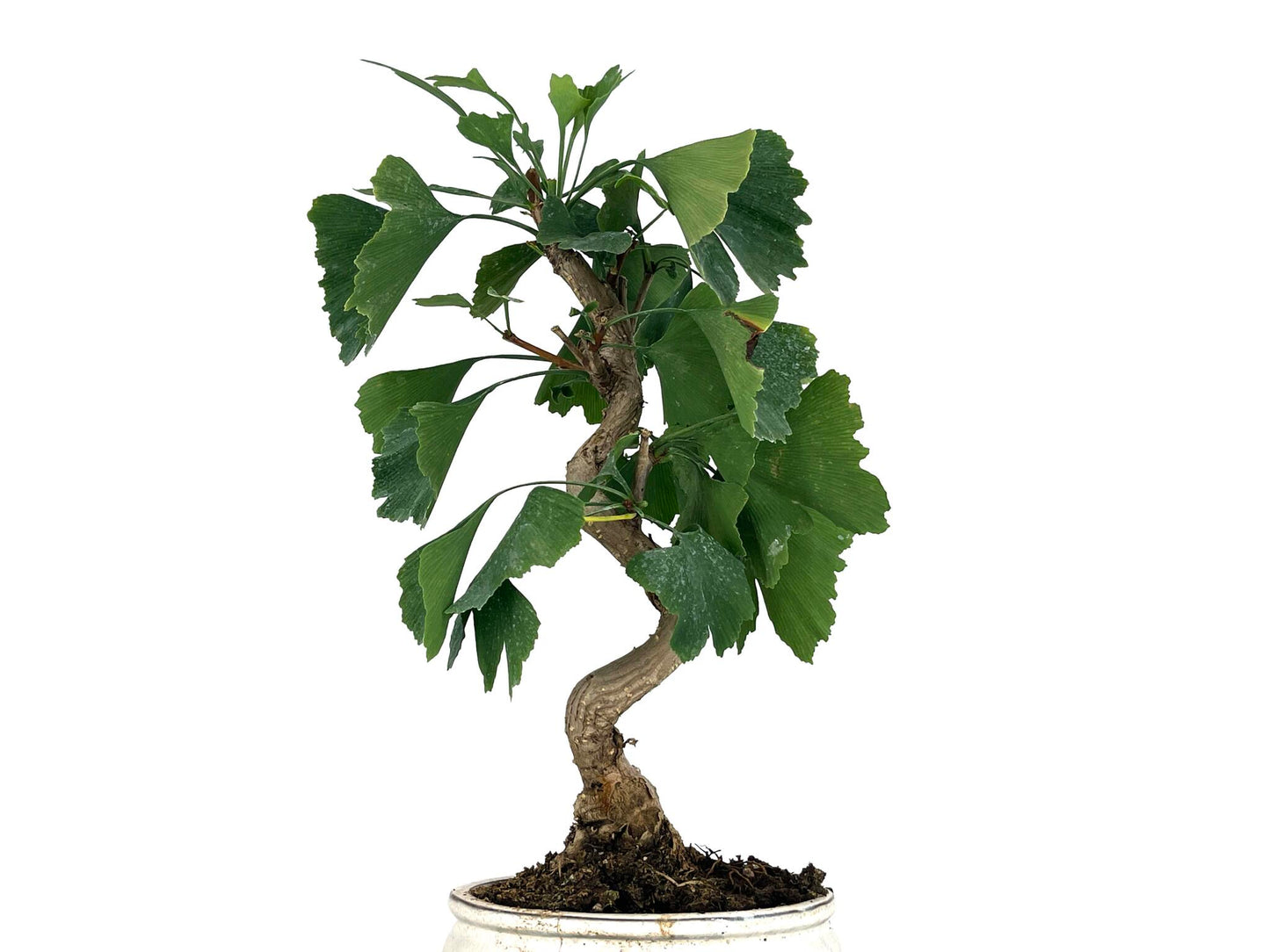 Bonsái Ginkgo Biloba 8 Años_5