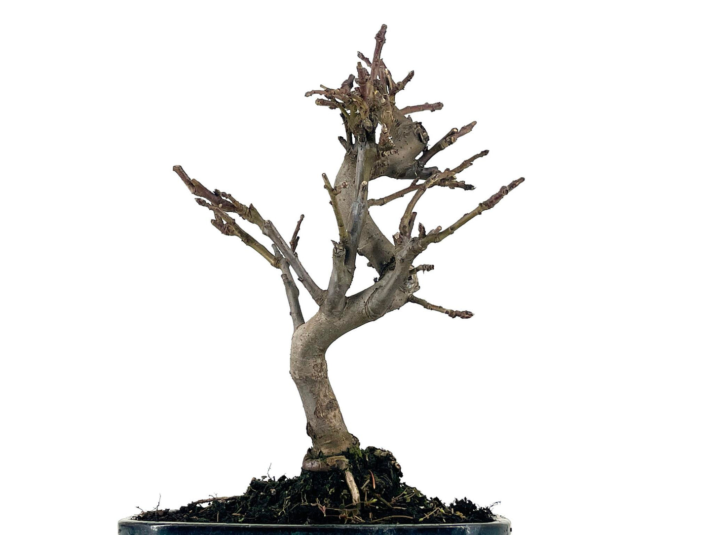 Bonsái Malus – Manzano 9 Años_5