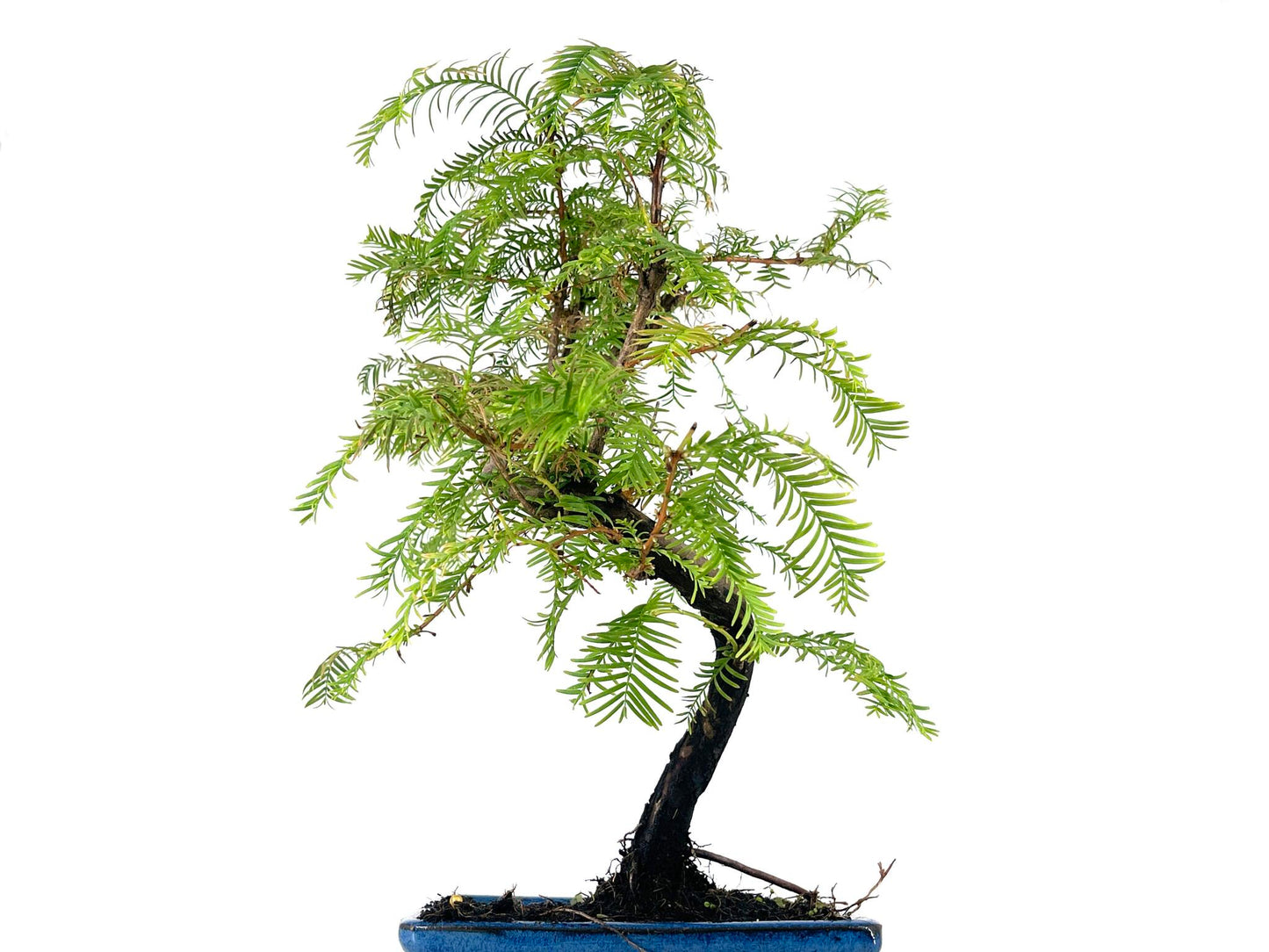 Bonsái Metasequoia 7 Años_5