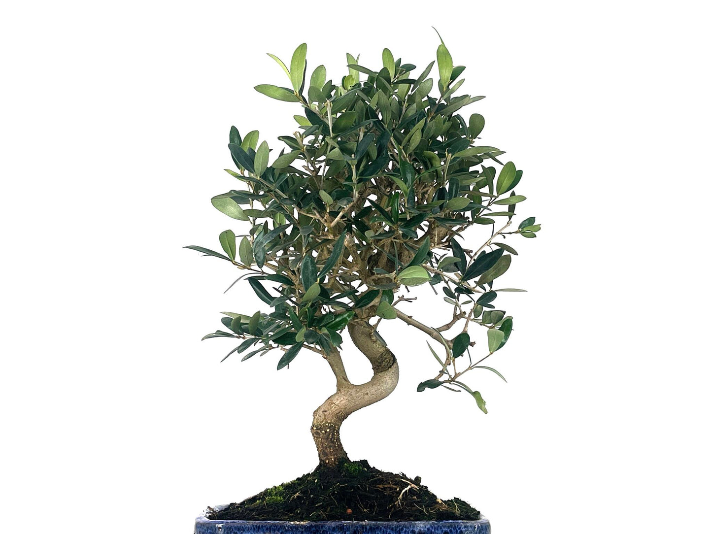Bonsái Olea Europea – Olivo 10 Años_5