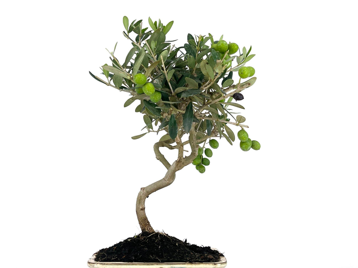 Bonsái Olea Europea – Olivo 8 Años_5