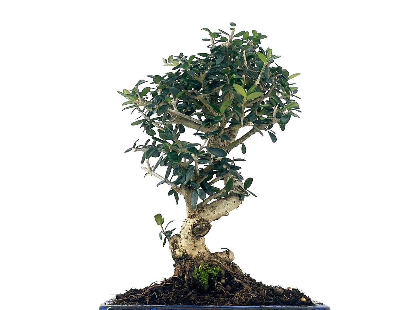 Bonsái Olea Europea Sylvestris – Acebuche 8 Años_5