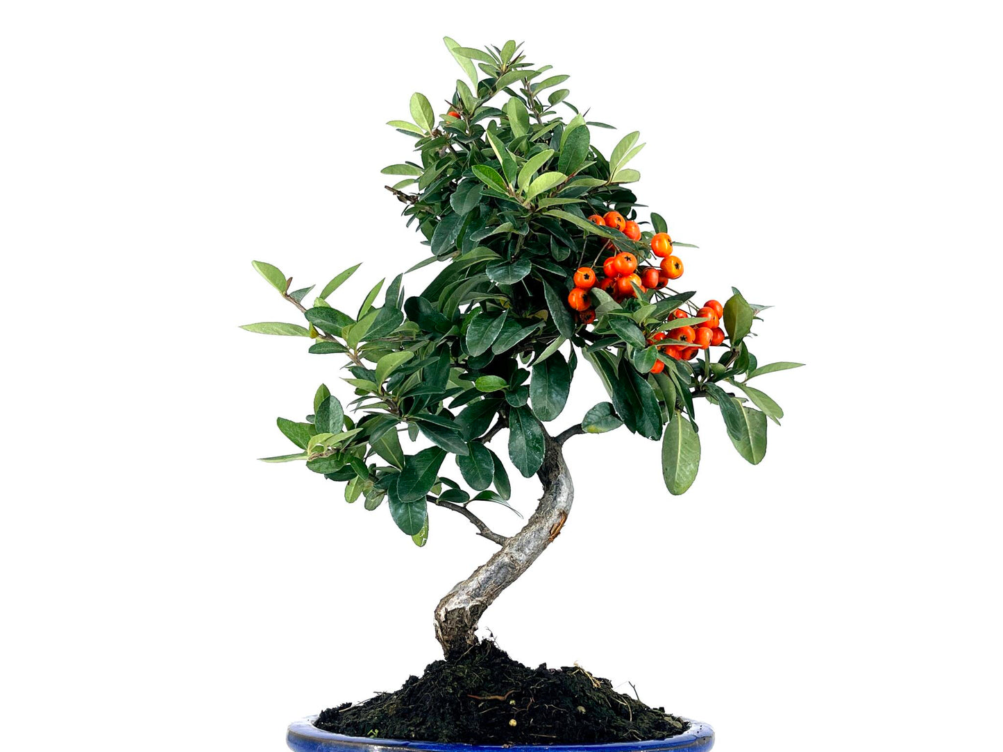 Bonsái Pyracantha – Espino De Fuego 8 Años_5