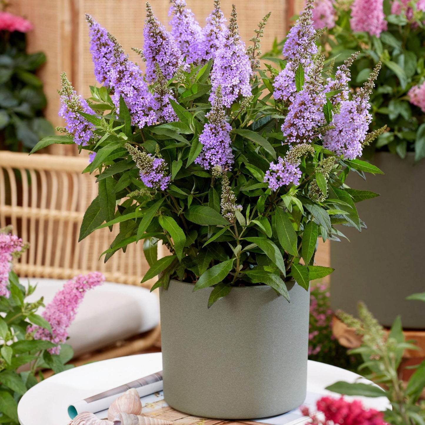 Budleia - 2 Pzs - Buddleja Davidii 'candy' - Altura 30-40cm - ⌀19cm_4