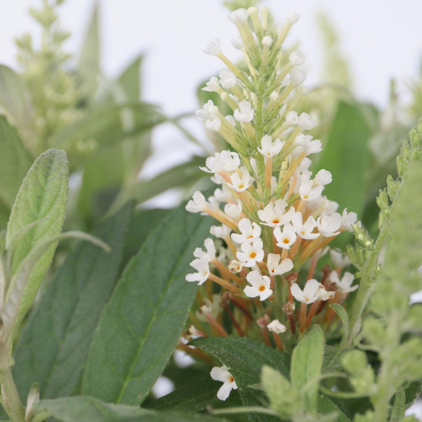 Budleia - Buddleja Davidii 'candy' - Altura 30-40cm - ⌀19cm_3