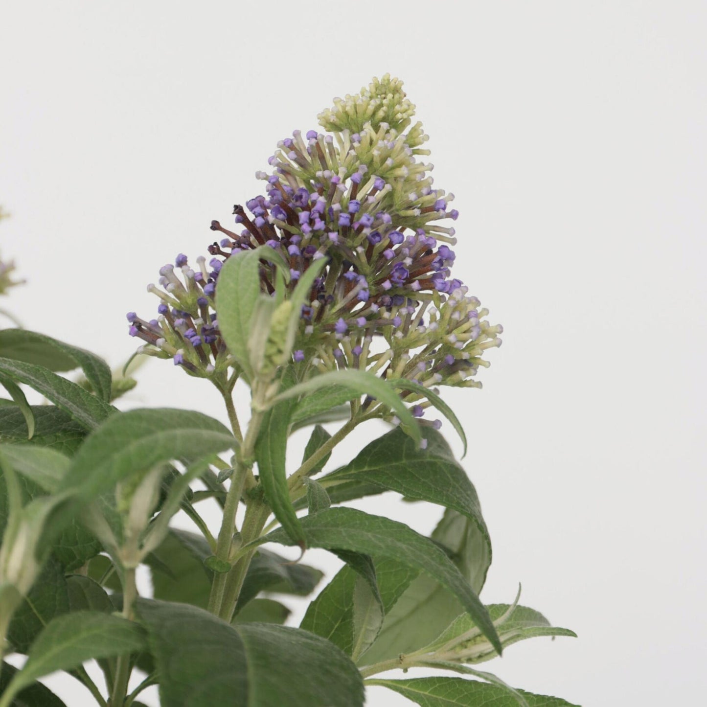 Budleia - Buddleja Davidii 'candy' - Altura 30-40cm - ⌀19cm_3