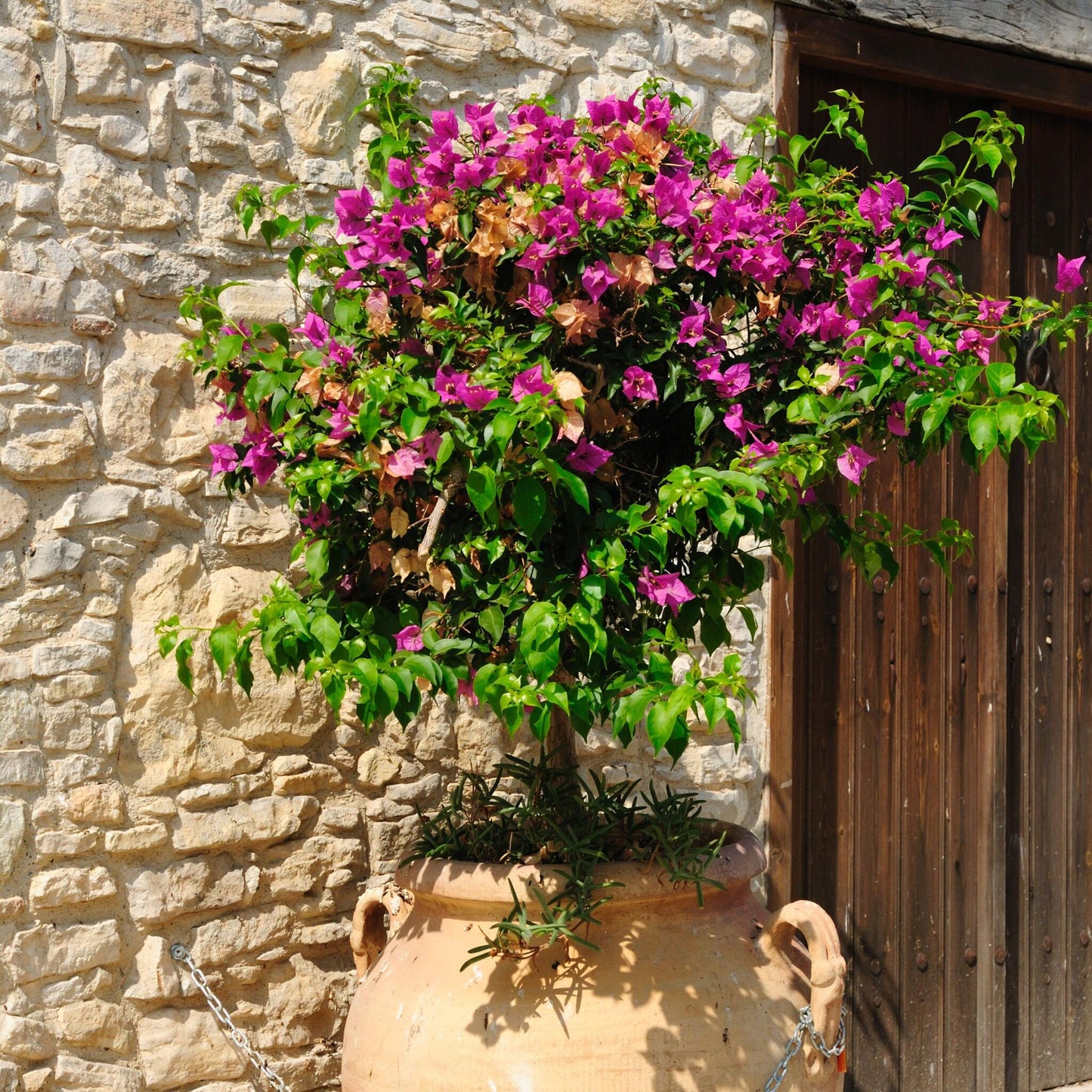 Buganvilla - Bougainvillea 'alexandra' - Altura 50-60cm - ⌀17cm_4
