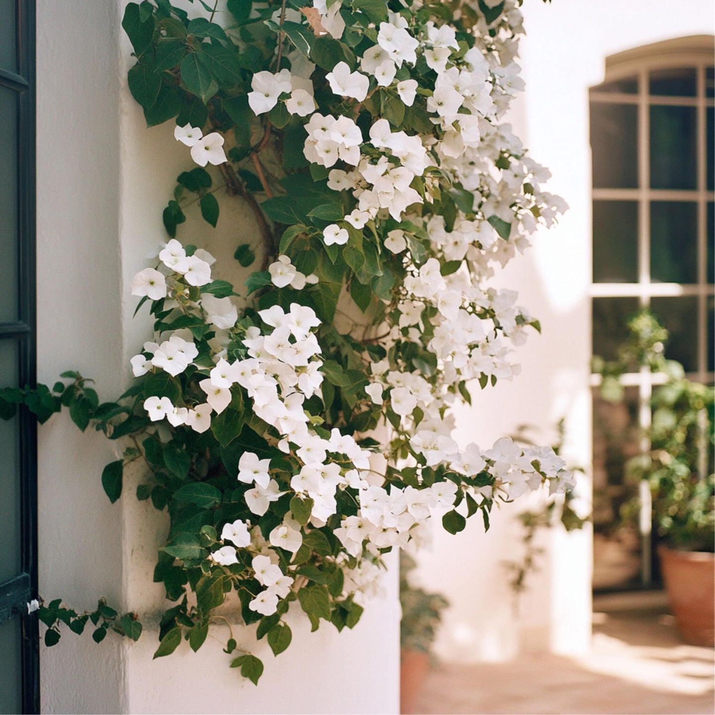 Buganvilla - Bougainvillea 'dania' - Altura 50-60cm - ⌀17cm_4