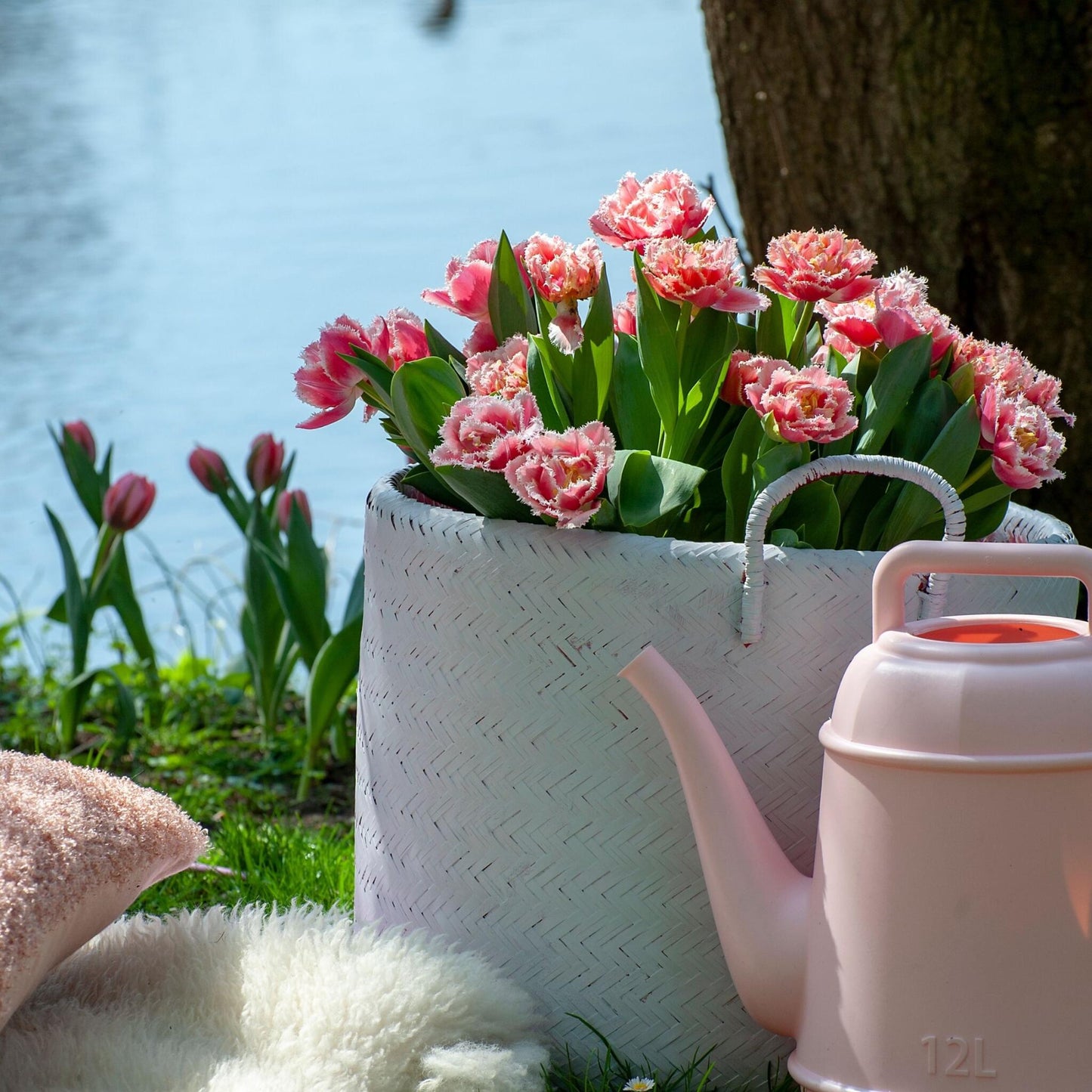 Bulbos De Tulipán - 10 Pzs - Tulipa 'queensland' - Bulbos De Flores - Rosa_4