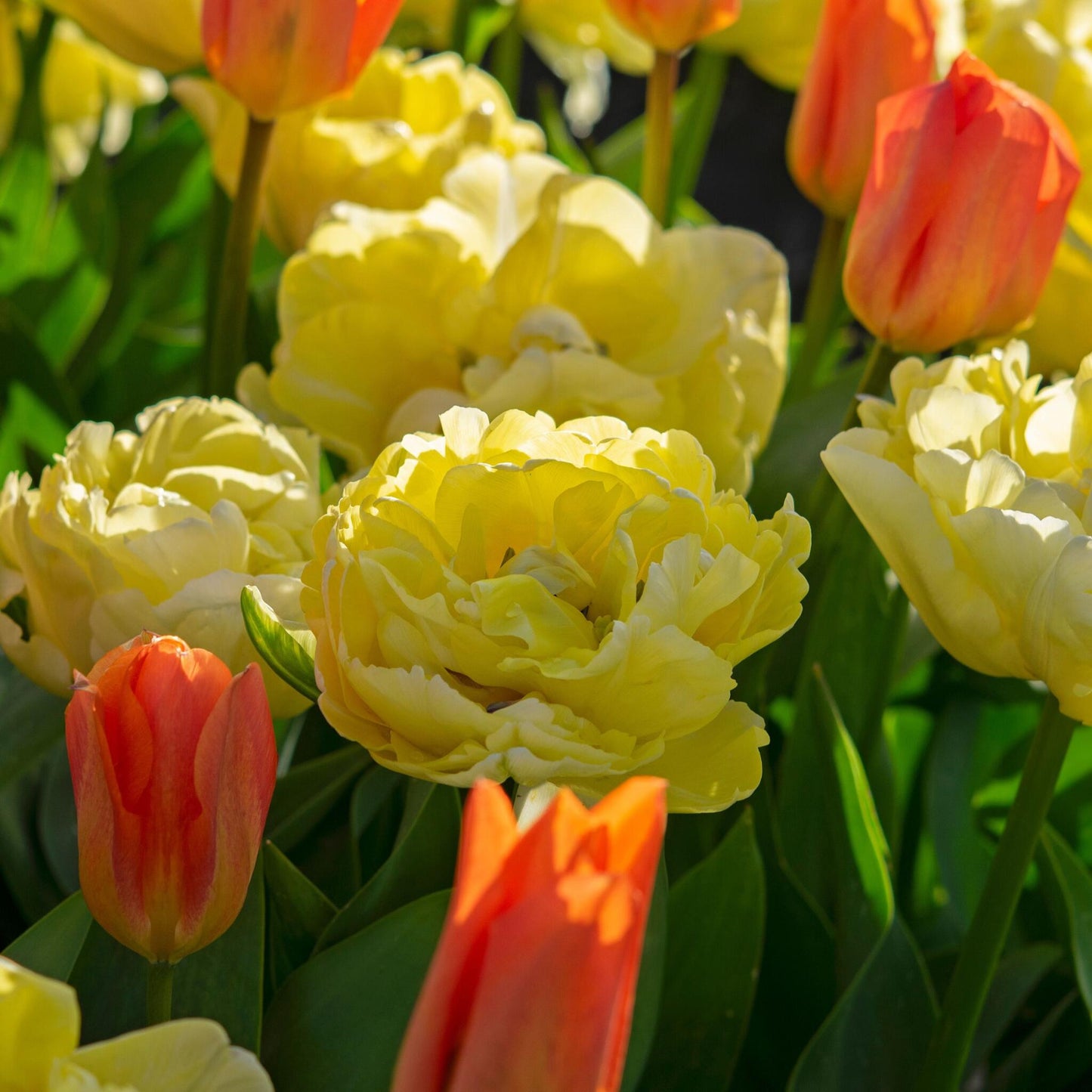 Bulbos De Tulipán - 14 Pzs - Tulipa 'avant Garde' - Bulbos De Flores - Amarillo_4
