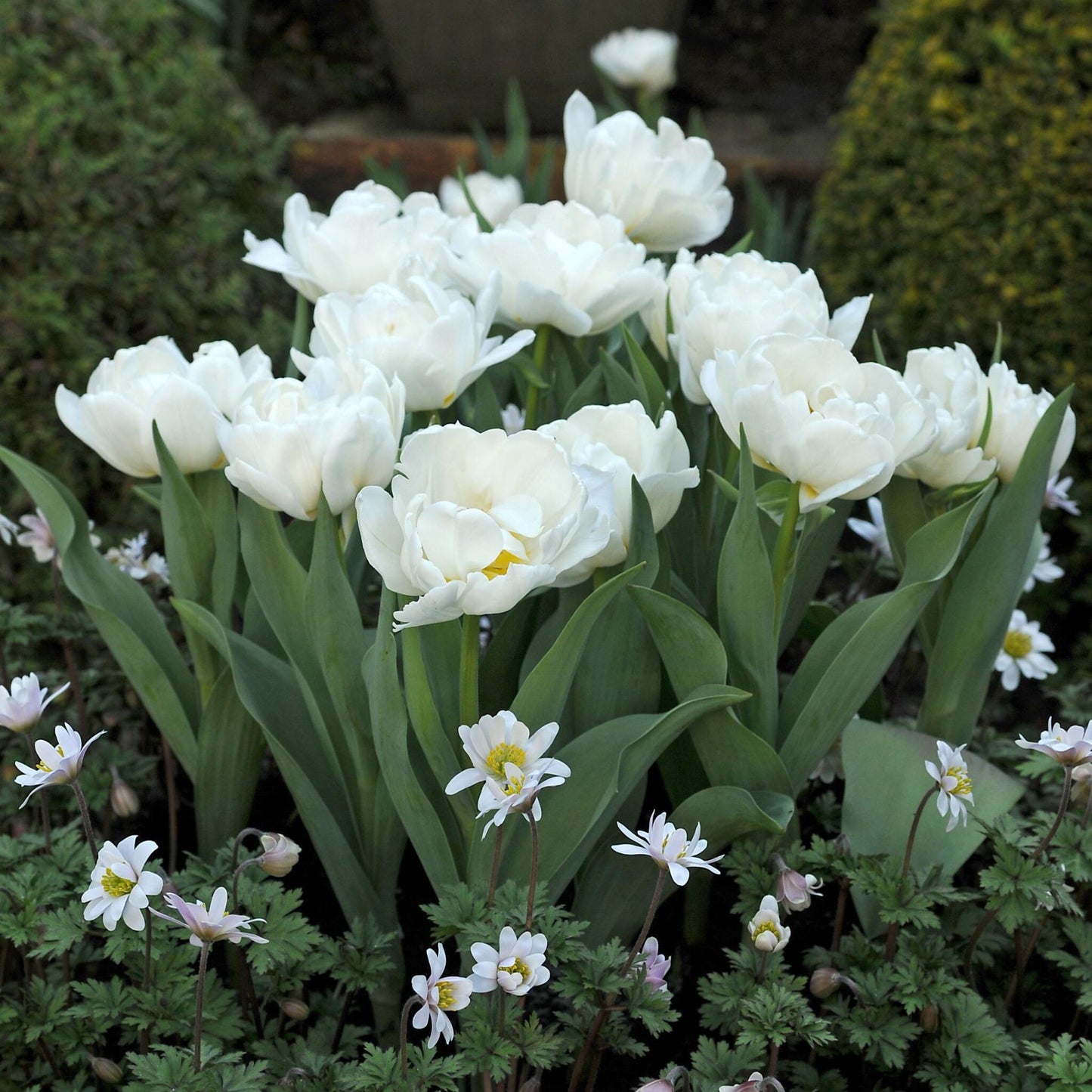 Bulbos De Tulipán - 20 Pzs - Tulipa 'snow Crystal' - Bulbos De Flores - Blanco_4
