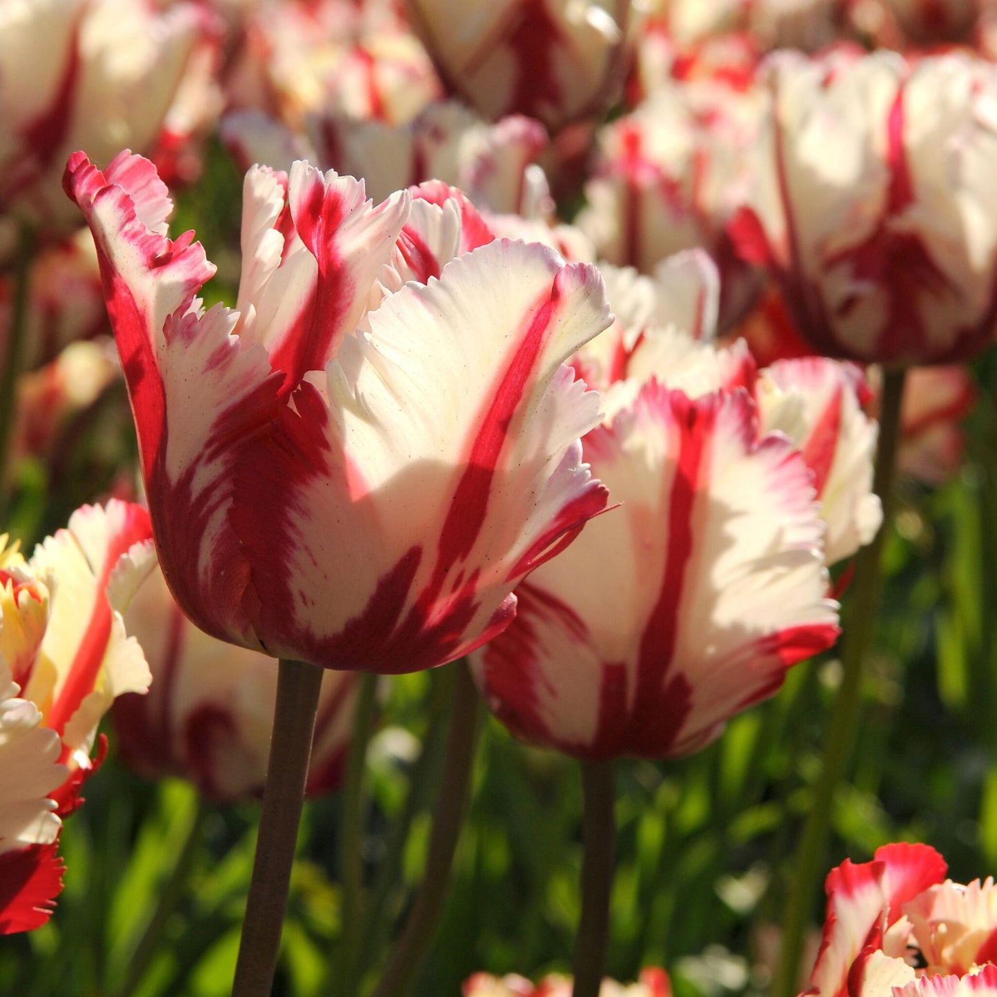 Bulbos De Tulipán - 21 Pzs - Tulipa 'estella Rijnveld' - Bulbos De Flores_4