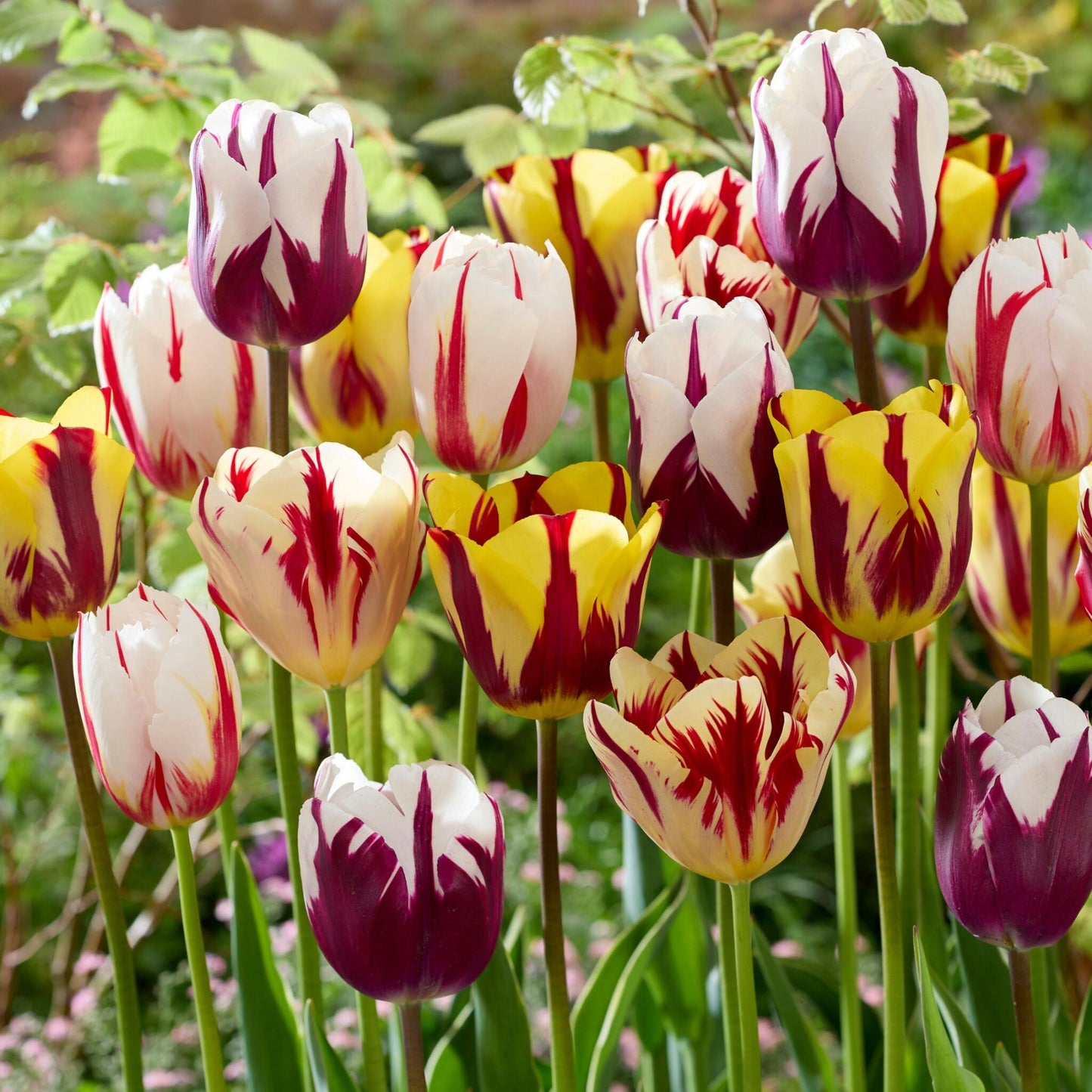 Bulbos De Tulipán - 60 Pzs - Tulipa 'flaming Beauty Mix' - Bulbos De Flores_4